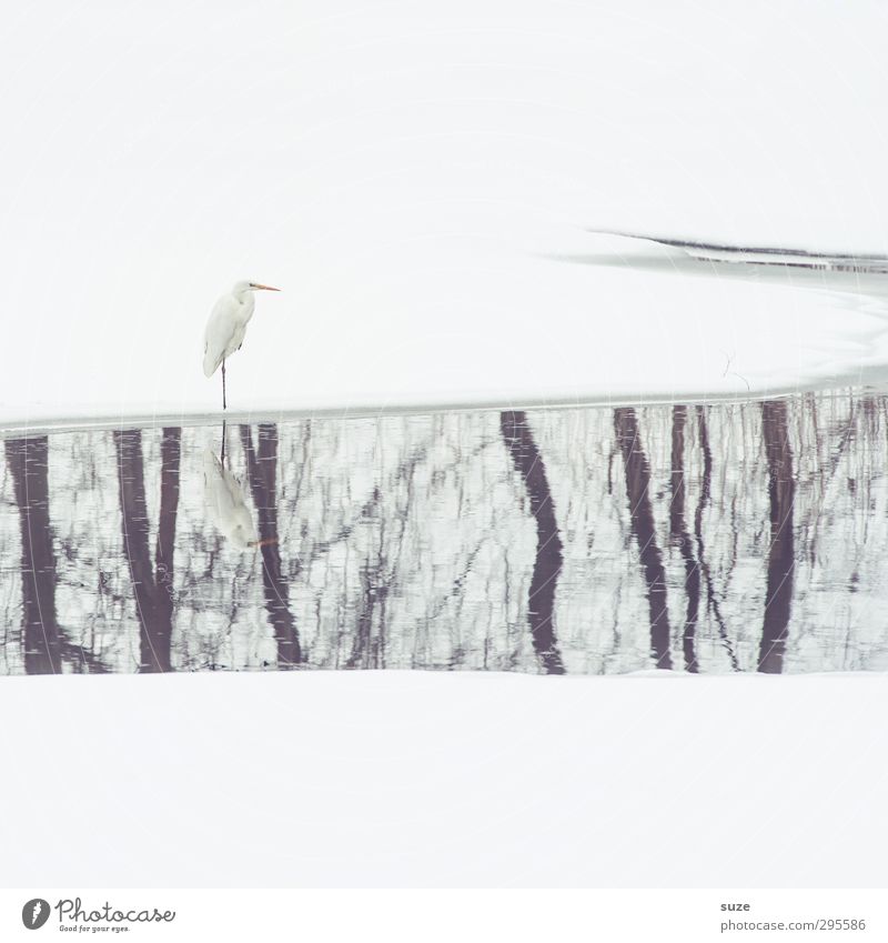 Herr Strese und der lange Sonntag elegant Winter Schnee Umwelt Natur Tier Urelemente Wasser Baum Seeufer Flussufer Teich Wildtier Vogel stehen warten ästhetisch