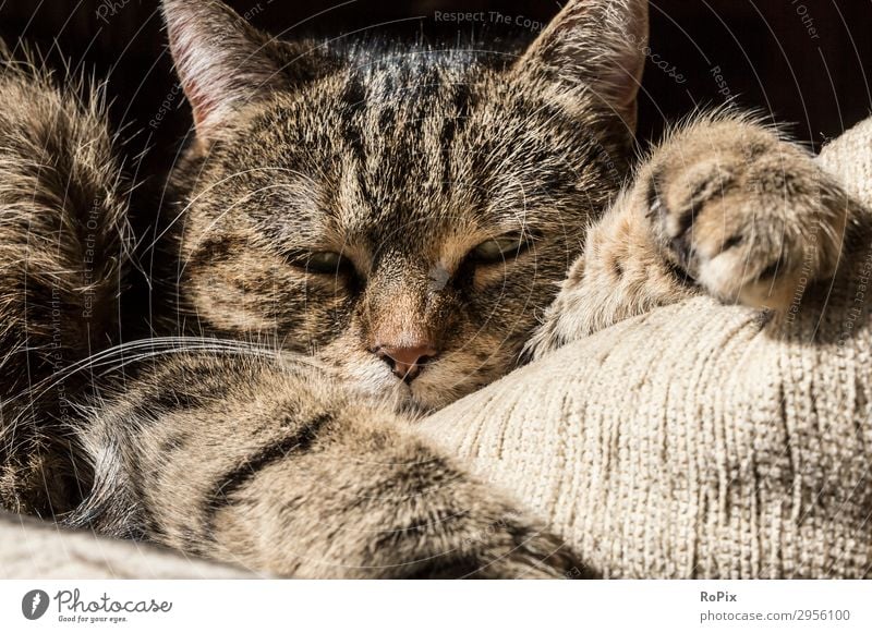 faule Katze Lifestyle elegant Gesicht harmonisch Wohlgefühl Erholung Freizeit & Hobby Tier Haus Haustier Tiergesicht Krallen Pfote 1 beobachten liegen schlafen