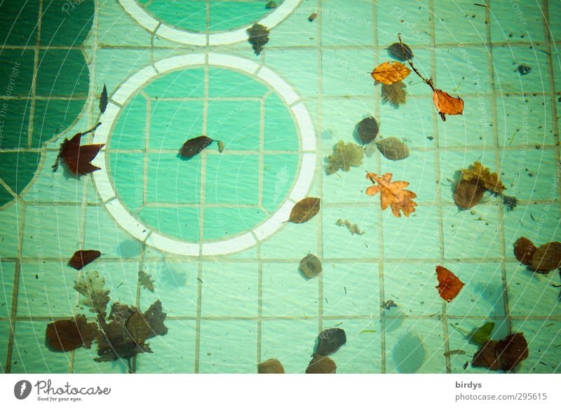mit Ornamenten farblich verzierter Pool, Brunnen. auf dem Wasser treibt Herbstlaub, Vogelperspektive Schwimmbad Blatt Schwimmen & Baden ästhetisch authentisch