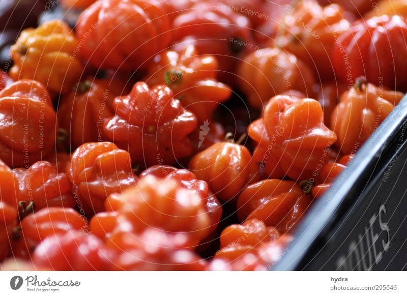 Marktbeobachtung: Tomaten Lebensmittel Gemüse Salat Salatbeilage Strauchtomate Ernährung Essen Bioprodukte Vegetarische Ernährung Slowfood Gesunde Ernährung