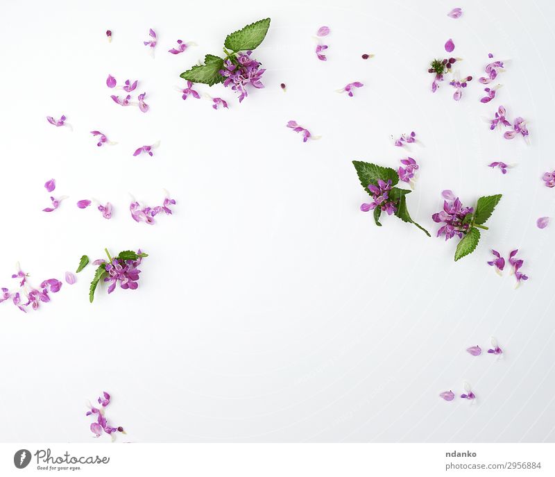 rosa kleine Blüten und grüne Blütenblätter Design schön Sommer Hochzeit Natur Pflanze Blume Blatt Mode Blumenstrauß hell modern natürlich weiß Farbe Hintergrund