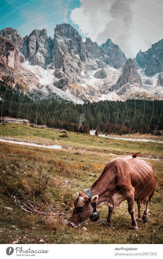Kuh mit Dolomiten im Hintergrund Ferien & Urlaub & Reisen Tourismus Ausflug Abenteuer Ferne Freiheit Berge u. Gebirge wandern Umwelt Natur Landschaft Pflanze