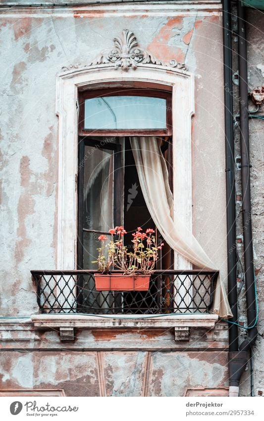 Fenster mit Blumenkasten in Feltre Zentralperspektive Starke Tiefenschärfe Urlaubsfoto Italien Sehenswürdigkeit authentisch trendy Traumhaus bescheiden Gebäude