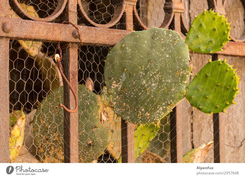 Raus aus der | Isolation Pflanze Kaktus stachelig Erfolg Kraft Willensstärke Mut Tatkraft anstrengen Entschlossenheit Freiheit Hoffnung Konkurrenz Leichtigkeit