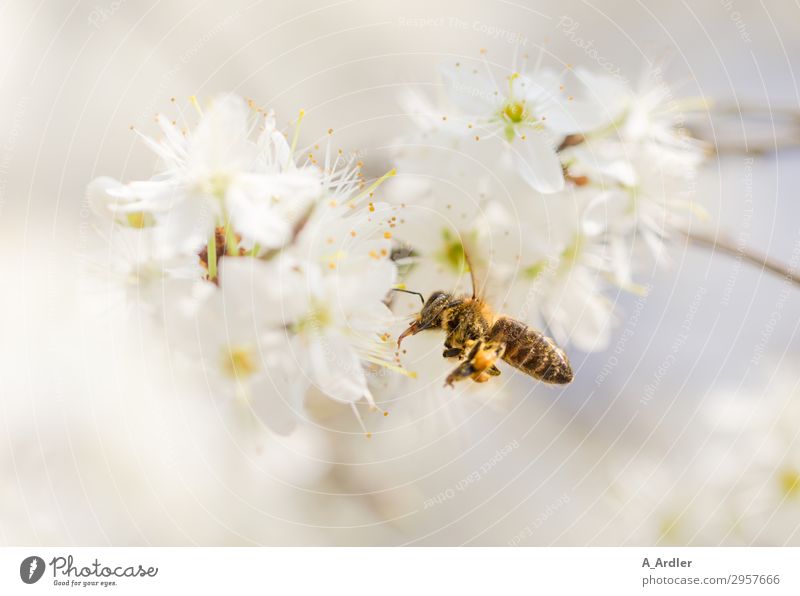 Honigbiene im Flug Natur Pflanze Tier Frühling Sommer Baum Blüte Garten Park Wiese Feld Nutztier Biene 1 Blühend fliegen schön gelb weiß Gefühle fleißig