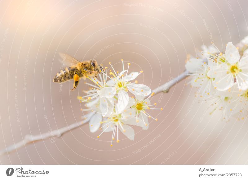 Honigbiene kurz vor der Landung (Apis mellifera) Natur Pflanze Tier Frühling Sommer Baum Garten Park Nutztier Wildtier Biene 1 Blühend Duft fliegen elegant