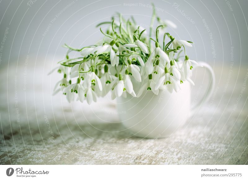 Schneeglöckchen Pflanze Blume Vase Tisch Blumenstrauß Blühend Duft verblüht Fröhlichkeit frisch schön natürlich niedlich positiv grau grün weiß Stimmung