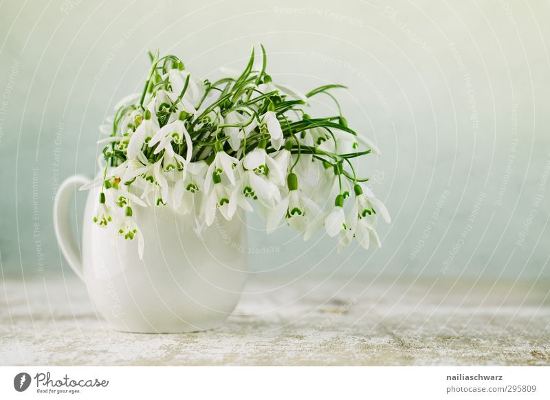 Schneeglöckchen Milchkanne Blume Blüte Grünpflanze Nutzpflanze Wildpflanze Vase Blumenstrauß Blühend Duft Fröhlichkeit frisch natürlich niedlich positiv schön