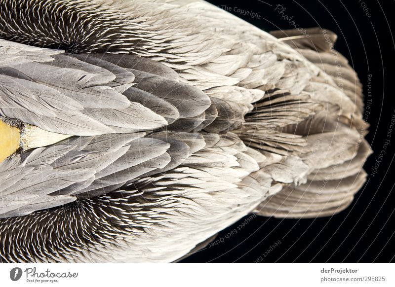 Die Struktur eines Pelikans aus der Vogelperspektive ;-) Umwelt Natur Tier Sonnenlicht Frühling Klima See Zoo 1 ästhetisch sportlich authentisch außergewöhnlich
