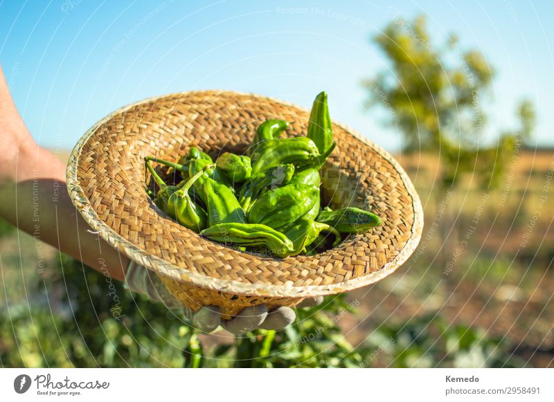 Bäuerin mit einem Strohhut voller frischer grüner Paprika. Lebensmittel Gemüse Ernährung Bioprodukte Vegetarische Ernährung Lifestyle Gesundheit