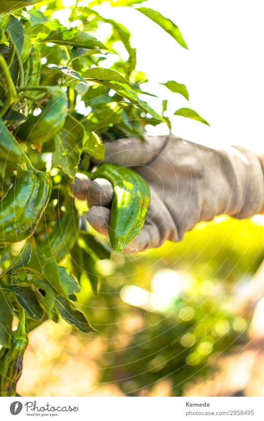 Hand mit Gartenhandschuhen, die einen grünen Bio-Pfeffer pflücken. Lebensmittel Gemüse Ernährung Bioprodukte Vegetarische Ernährung Lifestyle Gesunde Ernährung