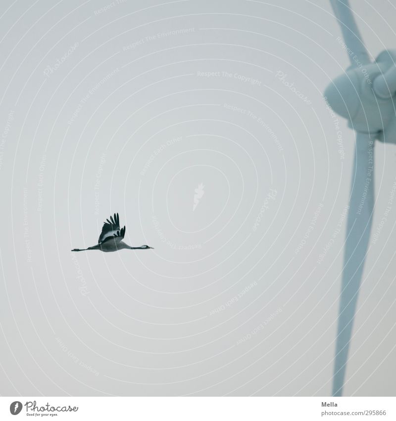 Erhöhtes Gefahrenpotential Fortschritt Zukunft Energiewirtschaft Erneuerbare Energie Windkraftanlage Umwelt Natur Tier Luft Himmel Wildtier Vogel Kranich 1