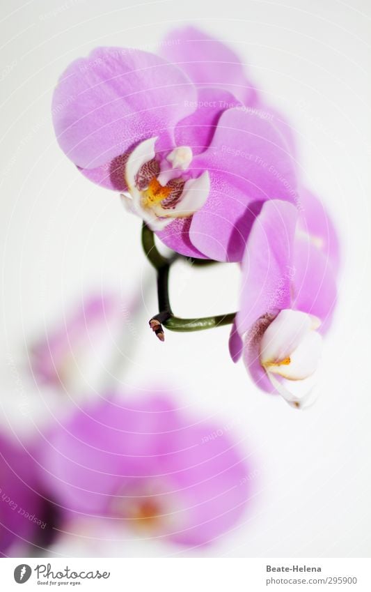 Blütenträume für Barbaclara elegant exotisch Natur Pflanze Blume Orchideenblüte Blühend Duft außergewöhnlich schön gelb violett weiß ästhetisch Farbe
