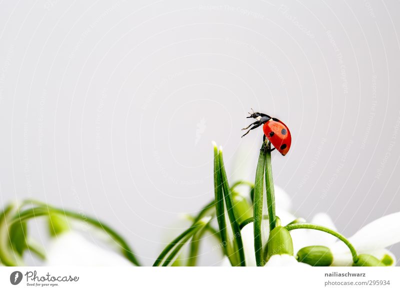 Marienkäfer Pflanze Blume Tier Käfer Insekt 1 beobachten berühren Duft entdecken festhalten krabbeln einfach Fröhlichkeit schön lustig niedlich positiv grün rot