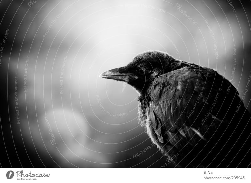 Jugendfoto | Flügge werden Garten Wildtier Vogel Flügel Krähe Tierjunges entdecken sitzen warten dunkel klein schön Schwarzweißfoto Außenaufnahme Nahaufnahme
