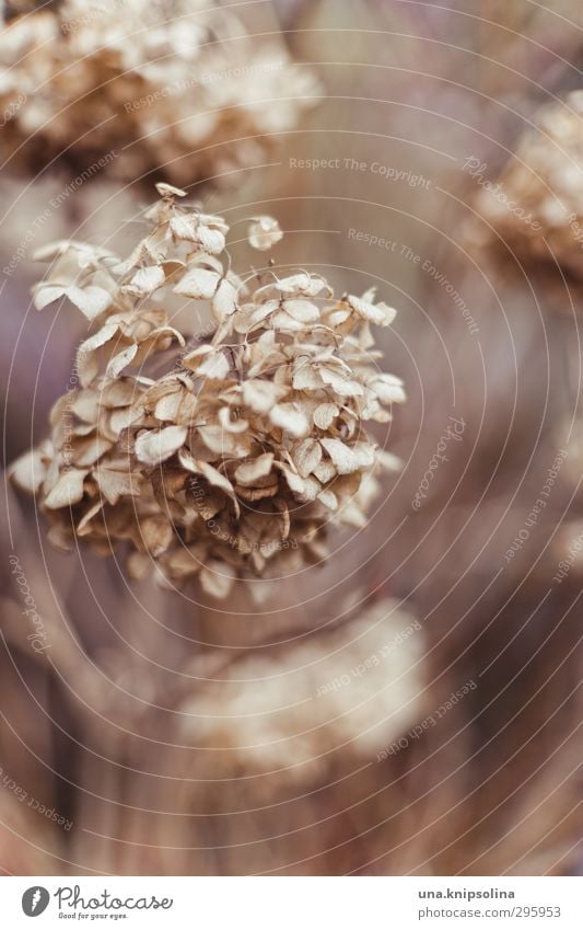 hortensia Umwelt Natur Pflanze Blüte Hortensie alt dehydrieren natürlich trocken weich Surrealismus Tod Verfall Vergänglichkeit Wandel & Veränderung Farbfoto