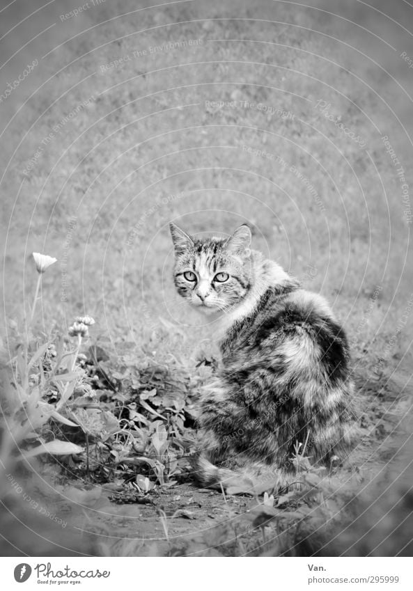 Strolchi Natur Pflanze Blume Gras Garten Tier Haustier Katze Fell 1 Tierliebe Neugier Schwarzweißfoto Außenaufnahme Menschenleer Tag Kontrast