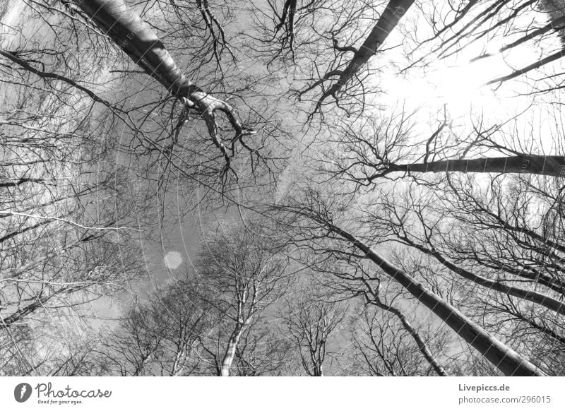 Zeit im Wald Umwelt Natur Landschaft Pflanze Himmel Wolken Sonne Sonnenlicht Winter Schönes Wetter Baum Wildpflanze Holz wild schwarz weiß Schwarzweißfoto