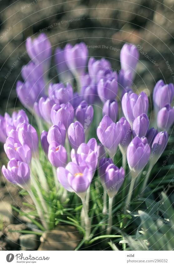 Frühlingsanfang – lila Umwelt Natur Pflanze Krokusse Blume Garten violett Frühlingsgefühle Blüte Farbfoto Außenaufnahme Detailaufnahme Textfreiraum oben Abend