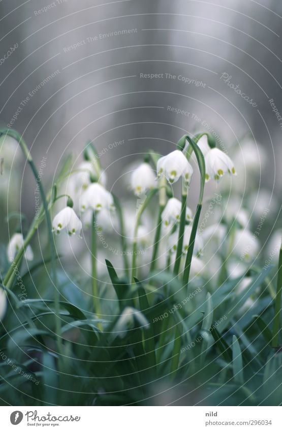 Frühlingsanfang – weiß Umwelt Natur Pflanze Blume Blüte Maiglöckchen grün Frühlingsgefühle Farbfoto Außenaufnahme Textfreiraum oben Textfreiraum unten Tag Abend