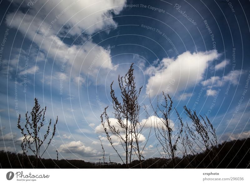 Zur Sonne, zur Freiheit... Umwelt Natur Landschaft Himmel Wolken Gras Feld Erholung Duvenstedter Brook Hamburg dramatisch aufstrebend Farbfoto Außenaufnahme