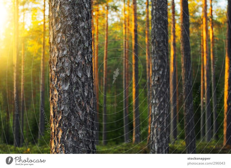 Kiefernwald nordisch Wald Abend Licht Lichterscheinung Baum Natur natürlich Finnland Finnisch Menschenleer Außenaufnahme Sommer Skandinavien