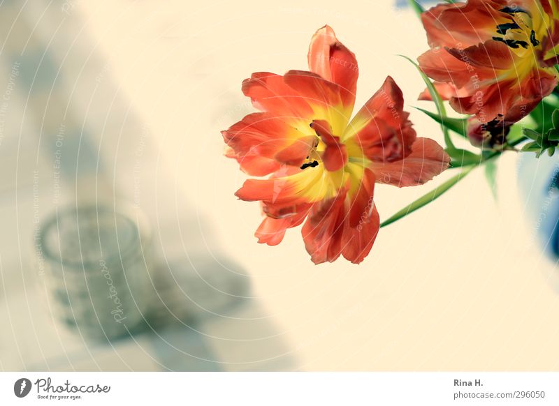 Im Auge des Betrachters Glas Blume Tulpe Blühend verblüht Gefühle Vergänglichkeit Stillleben Tischwäsche Farbfoto Innenaufnahme Menschenleer Vogelperspektive