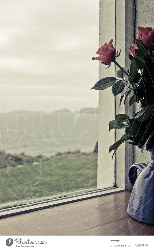 am fensterbrett Häusliches Leben Wohnung Umwelt Natur Landschaft Pflanze Rose Blüte Wellen Küste Bucht Meer ruhig Liebeskummer Fernweh Einsamkeit Fenster