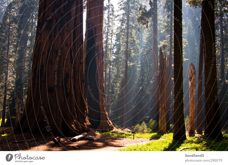 Sequoia Nationalpark Ferien & Urlaub & Reisen Natur Landschaft Baum Park Wiese Wald alt hoch grün Kalifornien USA amerika antik groß Nadelbäume Riesen Höhe