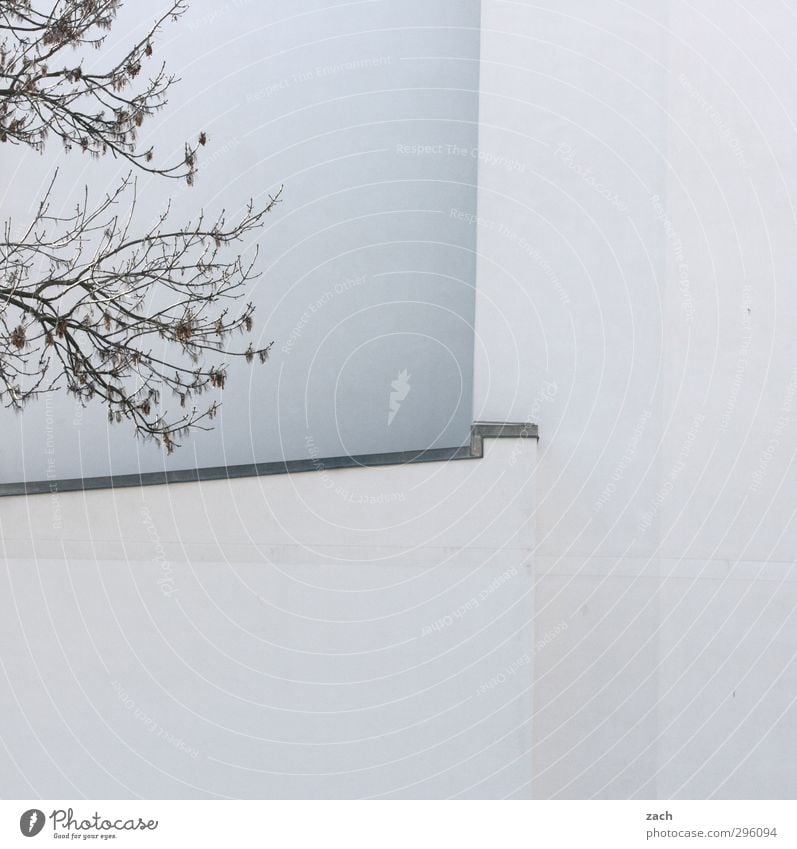mehr grau als weiß Herbst Winter Baum Ast Zweig Blatt Stadt Haus Gebäude Architektur Fassade Beton Häusliches Leben Linie Gedeckte Farben Außenaufnahme