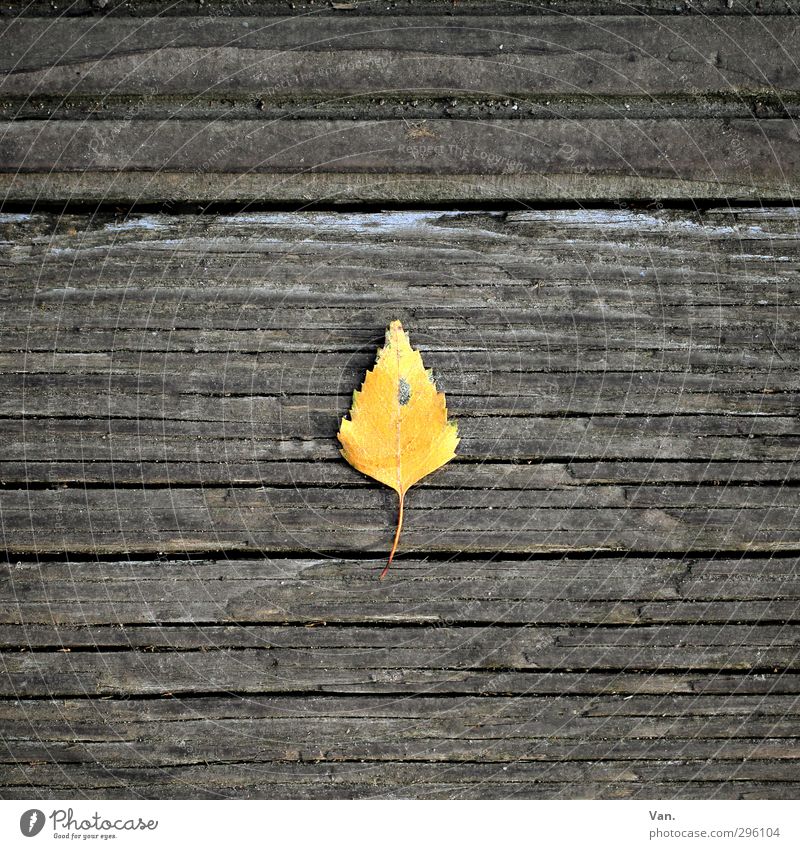 Birkenholz Natur Pflanze Herbst Blatt Holz gelb grau Einsamkeit 1 Holzbrett Fuge Farbfoto Gedeckte Farben Außenaufnahme Nahaufnahme Menschenleer Tag Kontrast
