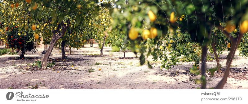 Zitronen-Panorama. Umwelt Natur Landschaft Pflanze ästhetisch Zufriedenheit Zitronensaft zitronengelb Zitronenbaum Allee Orangenbaum Plantage Süden viele Baum