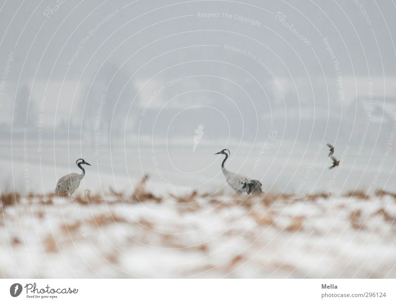 Zu zweit zu zweit Umwelt Natur Landschaft Tier Erde Winter Klima Wetter schlechtes Wetter Nebel Schnee Feld Wildtier Vogel Kranich 2 Tierpaar fliegen stehen