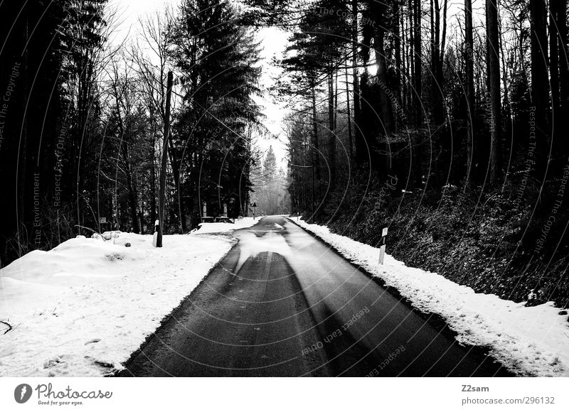 allein auf weiter flur wandern Winter Schnee Wald Verkehrswege Straße Wege & Pfade dunkel gruselig kalt trashig ruhig Heimweh Fernweh Einsamkeit Horizont