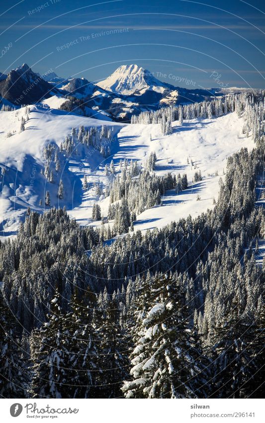 hinter den Bäumen ... Landschaft Winter Schönes Wetter Eis Frost Schnee Baum Wald kalt blau weiß Freiheit Schwyberg Aussicht Berge u. Gebirge Alpen Farbfoto