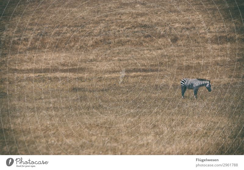 Abra kazebra Einsamkeit Zebra Wiese Feld Wildnis Landschaft Traurigkeit Bock stur Angst einzeln Liebeskummer Streifen Schwarzweißfoto