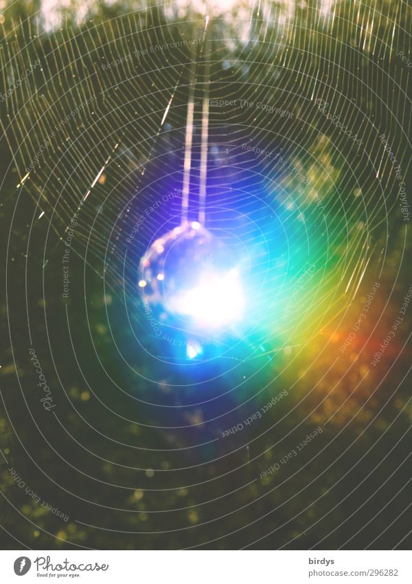 Licht und Farbe Sonnenlicht Sommer glänzend leuchten außergewöhnlich positiv ästhetisch einzigartig Spinnennetz Spektralfarbe regenbogenfarben Lichtbrechung