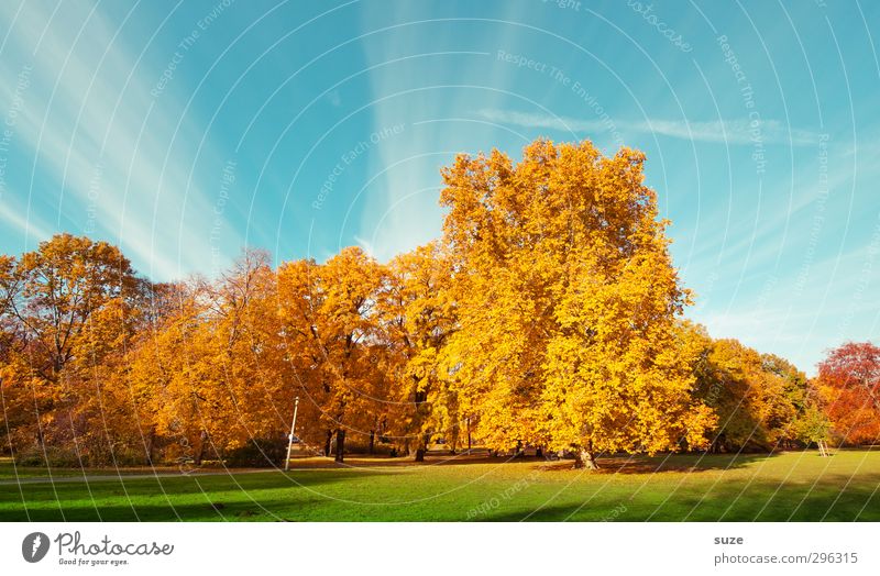 Farbraum Umwelt Natur Landschaft Pflanze Himmel Herbst Klima Wetter Schönes Wetter Baum Park Wiese ästhetisch fantastisch schön blau gelb gold grün herbstlich