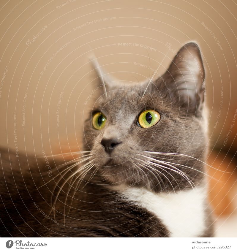 Katze Haustier 1 Tier glänzend schön weich Nahaufnahme Farbfoto Innenaufnahme Hintergrund neutral Kunstlicht Tierporträt Wegsehen