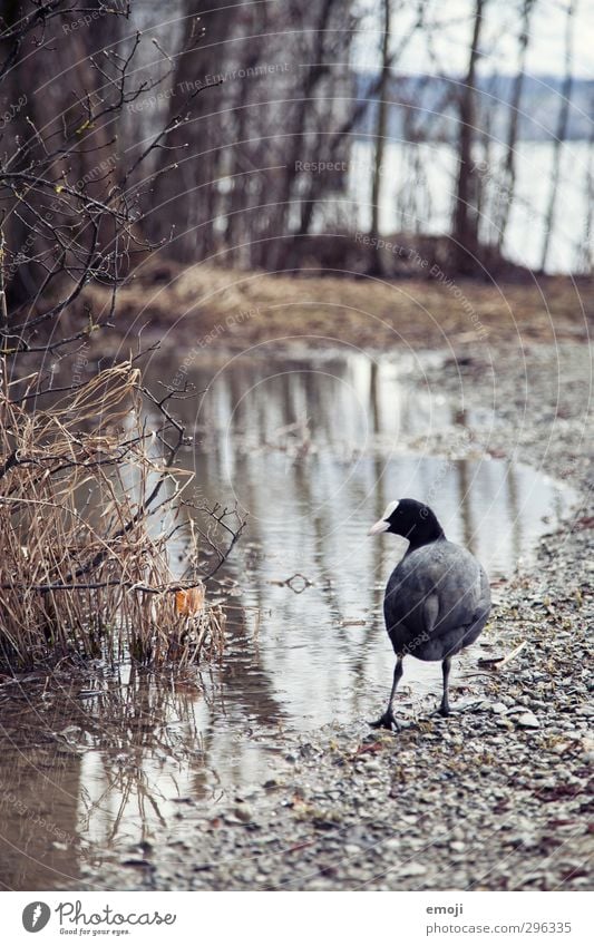Privatpool Umwelt Natur Landschaft Wasser schlechtes Wetter Tier 1 nass natürlich trist grau Ente Farbfoto Außenaufnahme Tag Schwache Tiefenschärfe Tierporträt