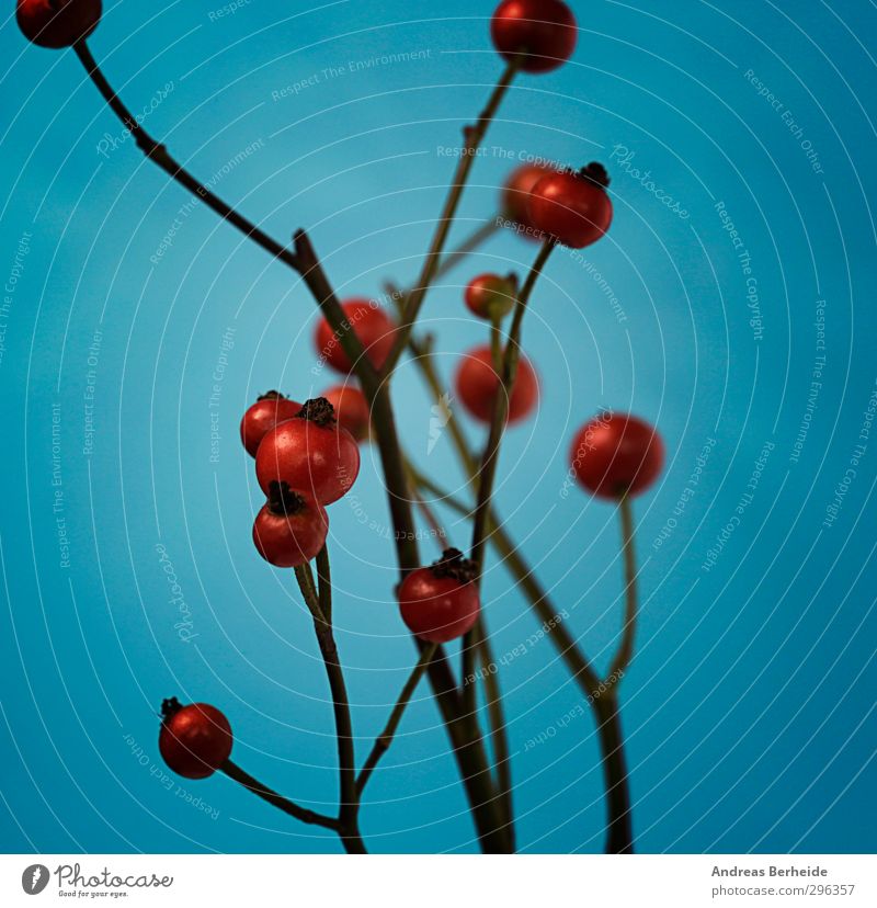 Rote Beeren Pflanze Sträucher ruhig Beerenfruchtstand rot blau Ast Farbfoto Außenaufnahme Nahaufnahme Menschenleer Tag Kontrast Schwache Tiefenschärfe