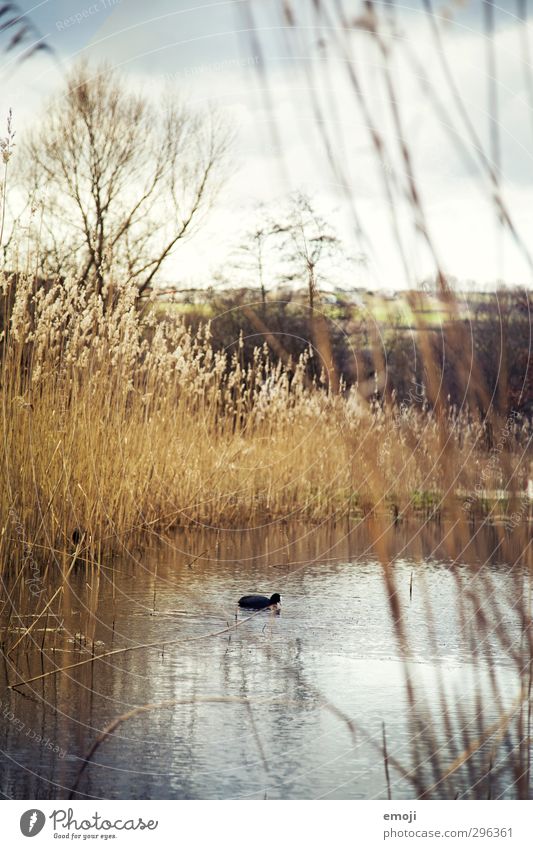 Teichbewohner Umwelt Natur Landschaft Frühling Pflanze Sträucher Park nass natürlich Schilfrohr Ente Farbfoto Außenaufnahme Menschenleer Tag