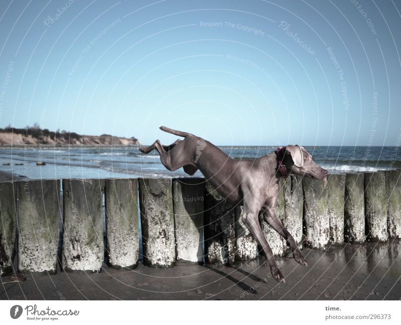 Strandspocht • Hund überspringt eine Buhne am besonnten Ostseestrand bei Boltenhagen Himmel Frühling Küste Tier Haustier 1 springen elegant sportlich