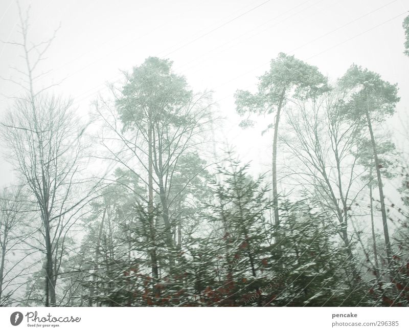 flüchtiges grün Natur Landschaft Frühling Winter Nebel Baum Wald dünn Ferne nackt Geschwindigkeit türkis Kiefer Tanne Bodensee Nebelstimmung Flüchtiger Blick
