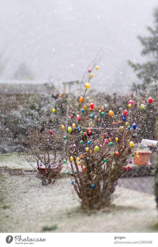 Als Ostern und Weihnachten auf einen Tag fielen Umwelt Natur Pflanze Frühling Winter Klima Wetter schlechtes Wetter Schnee Schneefall Sträucher Garten frieren