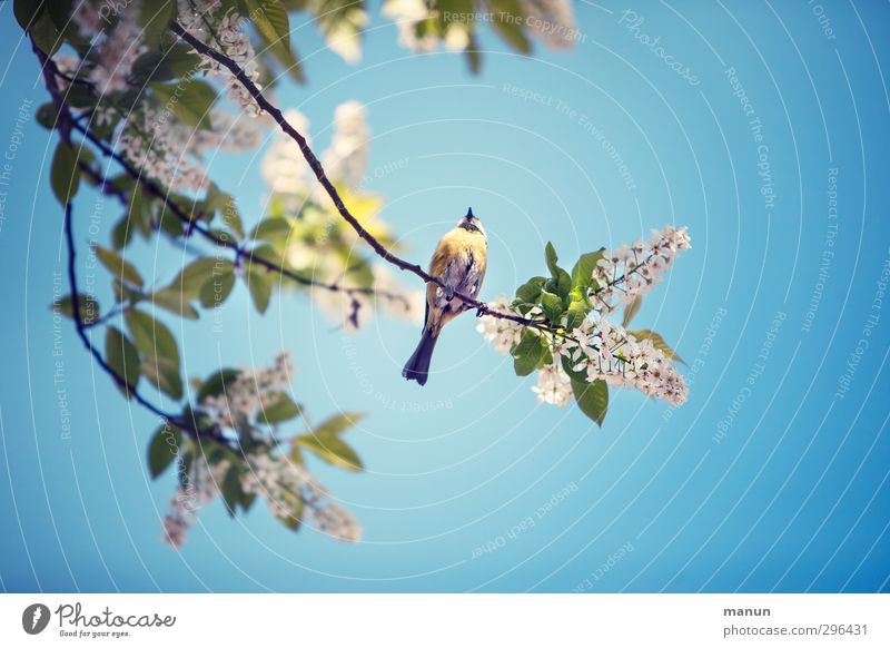 blau Meise Garten Natur Frühling Baum Zweige u. Äste Tier Wildtier Vogel Meisen Blaumeise 1 beobachten Erholung festhalten genießen sitzen warten frei klein