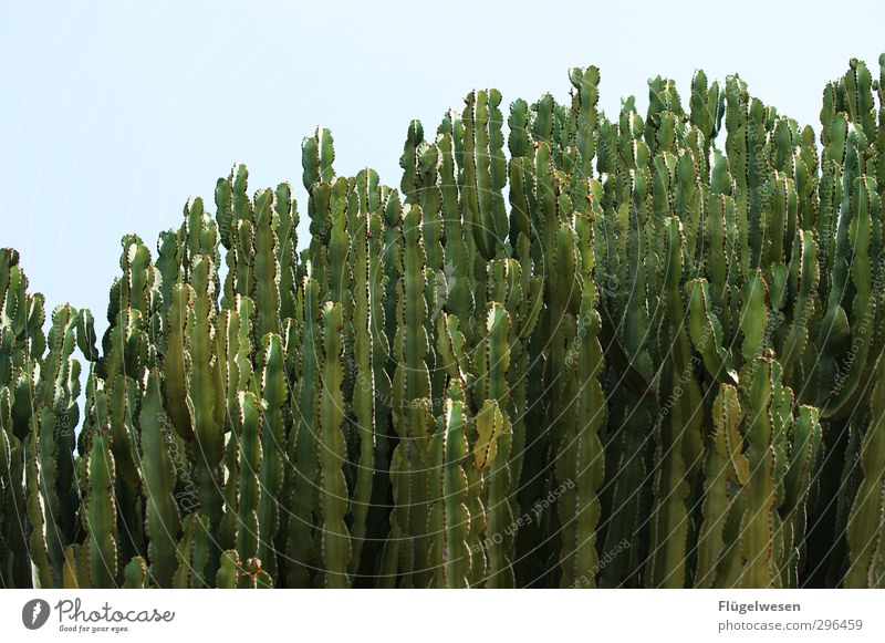 Alles blöde Kacktussen Ferien & Urlaub & Reisen Umwelt Natur Landschaft Pflanze Tier Klima Klimawandel Sträucher Kaktus berühren eckig Angst Kakteenblüte