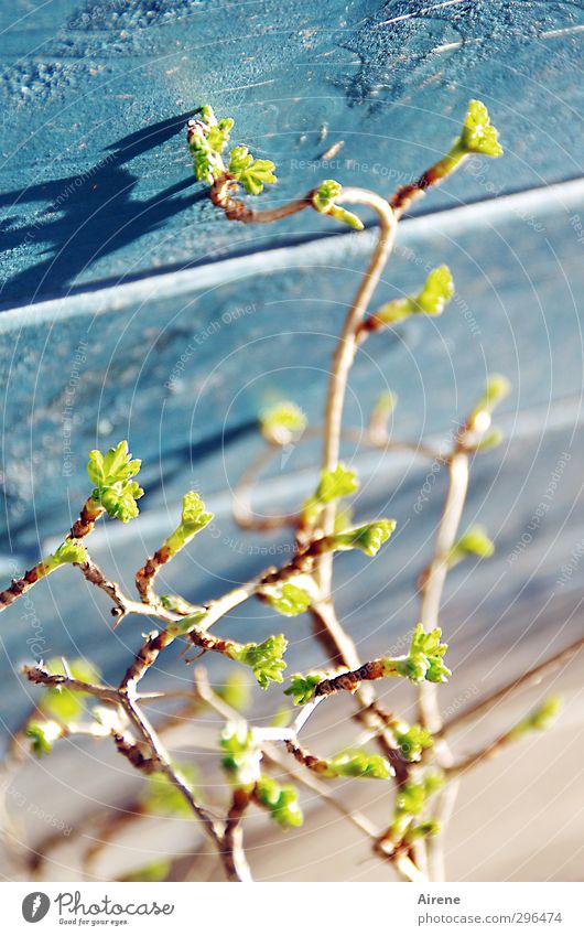 Nicht mehr aufzuhalten Natur Pflanze Frühling Sträucher Blatt Nutzpflanze Stachelbeerblatt Stachelbeerstrauch Stachelbeeren Garten Hütte Gartenhaus Scheune