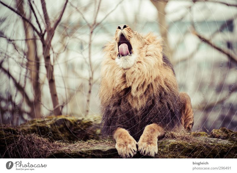 Frühlingsmüdigkeit Zoo Tier Wildtier Löwe Löwenmähne 1 braun Müdigkeit gähnen Zunge Farbfoto Gedeckte Farben Außenaufnahme Menschenleer Tag