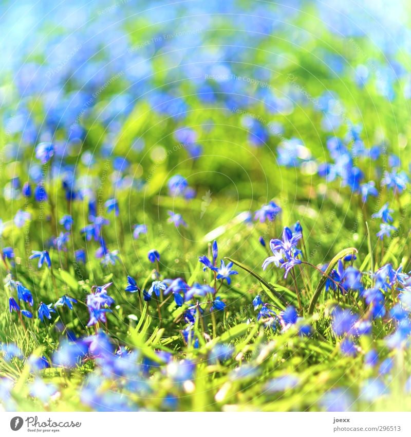 Neubeginn Natur Pflanze Frühling Schönes Wetter Blume Wiese frisch hell schön blau grün Farbfoto mehrfarbig Außenaufnahme Nahaufnahme Menschenleer Tag